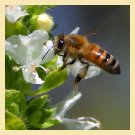 Pszczelarstwo, pszczoły, pasja.